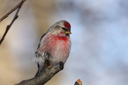 Carduelis_flammea_CT6