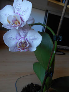 orhidee 01