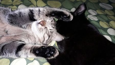 Dragoste felina. Mama si puiul adoptat chiar dupa sterilizare.