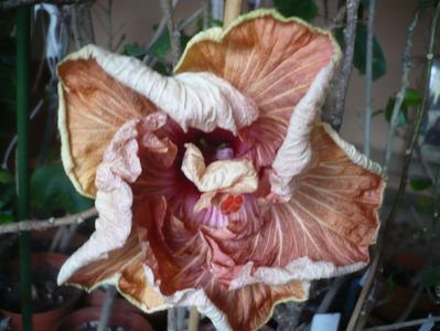 P1400588