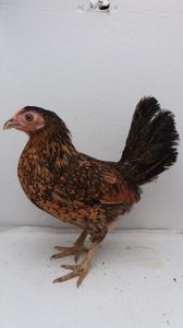 vanduta