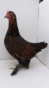 vanduta