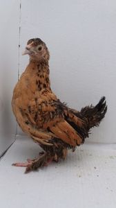 vanduta