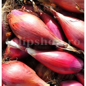 Seminte ceapa Rosa Lunga di Firenze 500buc.; Pret: 4 lei/plic Pachetul contine 500 de seminte sigilate intr-un pachet cu atmosfera protectoare, ferite de umiditate si lumina solara.
