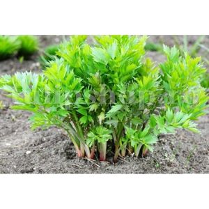 Seminte Leustean 500buc.; Pret: 4 lei/plic Pachetul contine 500 de seminte sigilate intr-un pachet cu atmosfera protectoare, ferite de umiditate si lumina solara.
