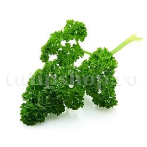 Seminte Patrunjel Moss Curled 5000buc.; Pret: 4 lei/plic Pachetul contine 5000 de seminte sigilate intr-un pachet cu atmosfera protectoare, ferite de umiditate si lumina solara.
