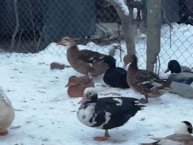 IMG-20190112-WA0046