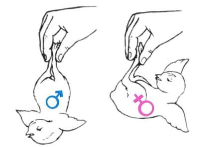 osnovnye-metody-opredelenija-pola-cypljat_3