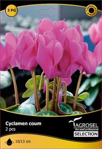 cyclamen_coum