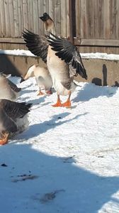 VideoCapture_20190117-123934