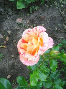 Photo0437