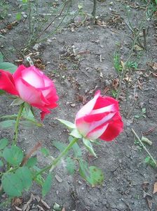 Photo0482