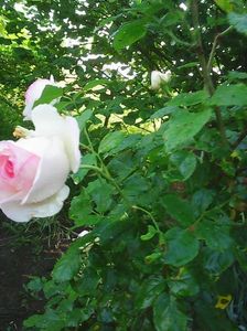 Photo0601