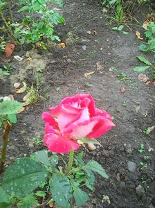 Photo0604