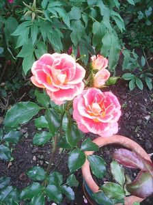 Photo0616