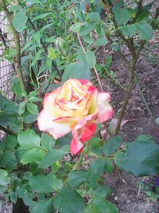 Photo0619