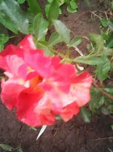 Photo0624