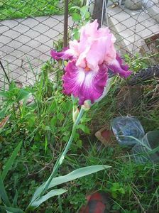 Photo0585