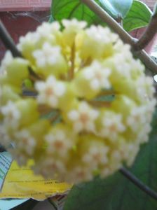 Photo0452
