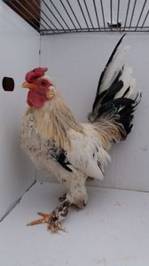vandut