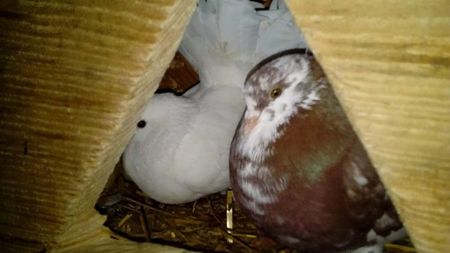 received_2121174104810427