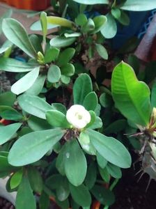Euphorbia Milii-Coronita lui Isus