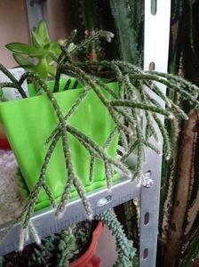 Rhipsalis pilocarpa