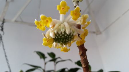 edgeworthia chrysantha; flori mirositoare
