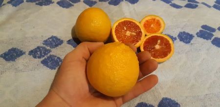 Citrus sinensis moro