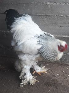 Achiziție găini brahma Gaesti