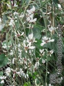 genista alba