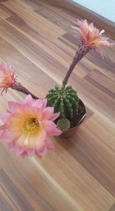 Echi Salmon Flowers