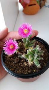 Trichodiadema