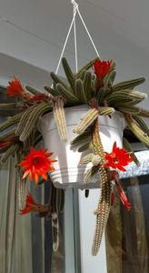 Chamaecereus