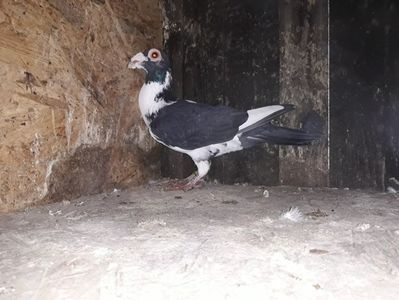 Vandut