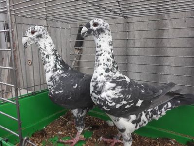 Vanduti