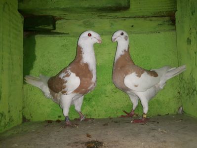Vanduti