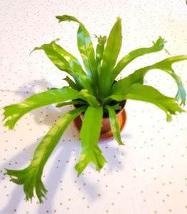 Asplenium antiqum crissi
