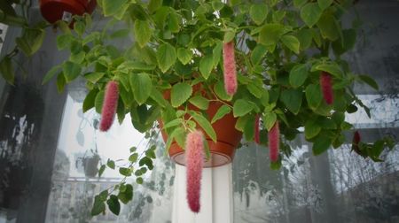 Acalypha