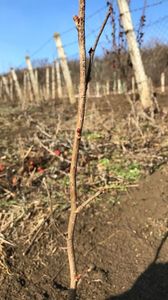 Muguri alun Tonda Di Giffoni