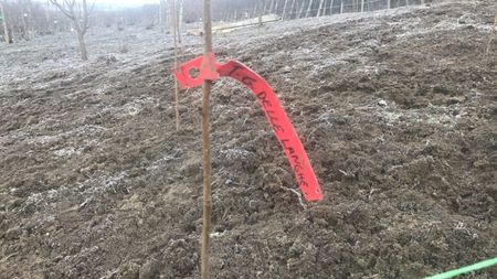 Alun Tonda Gentile Delle Langhe