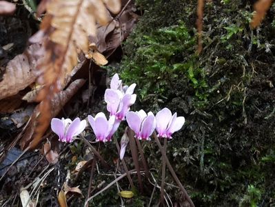 mini cyclamen