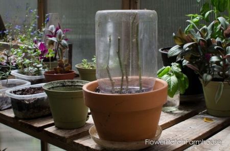 How-to-Root-Roses-from-Cuttings-FlowerPatchFarmhouse.com-7-of-8