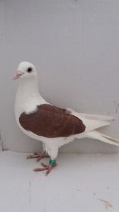F 2011 vanduta