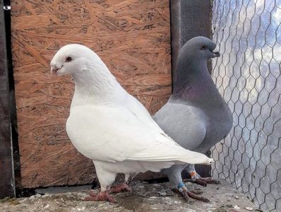 Vanduti