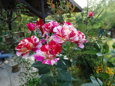 august