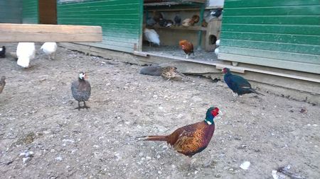 MANASTIREA CARAIMAN 14 OCT 2018 (1)