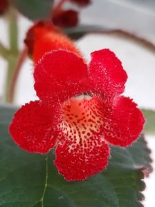 Kohleria Coccinea; 27.01.2019
