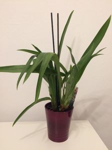 Miltonia