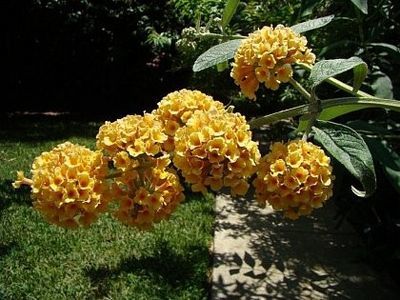 liliac-de-vara-galben-buddleja-weyeriana-sungold